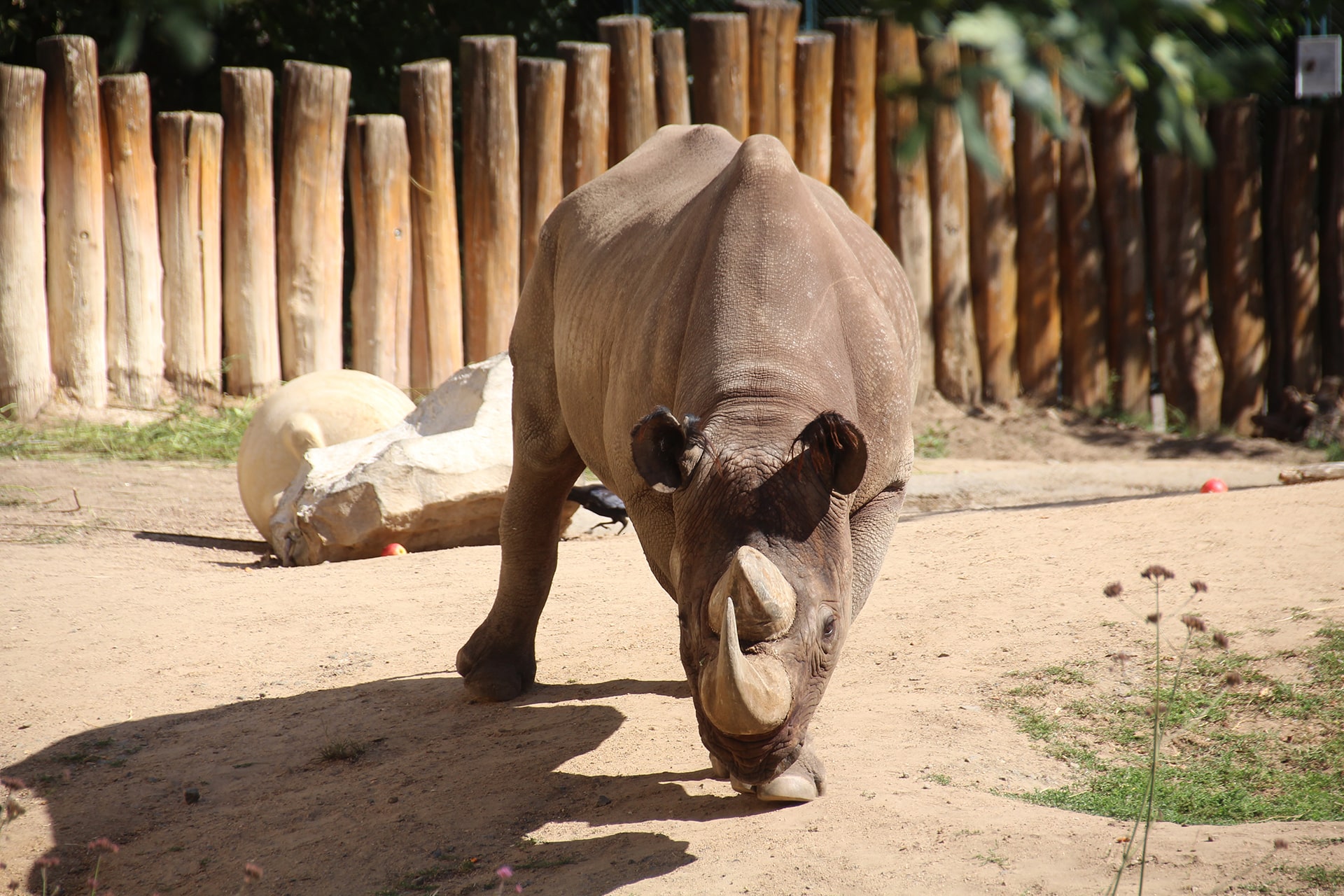 Safari Animals