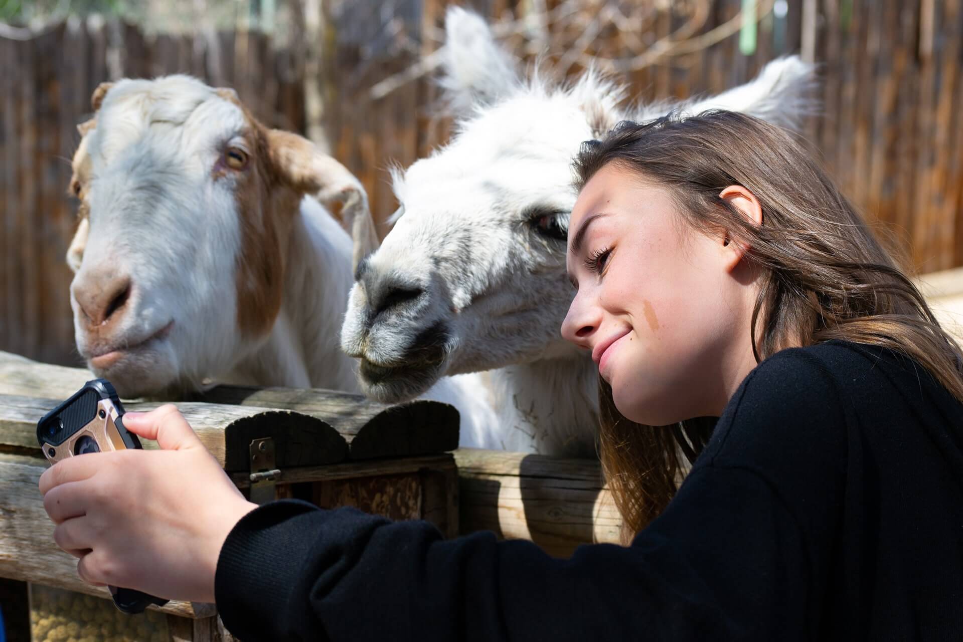 Pet Tame Goats